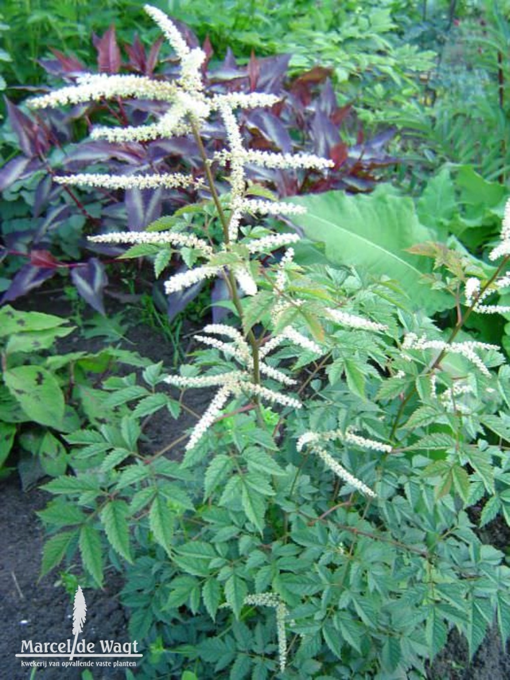 Aruncus Horatio