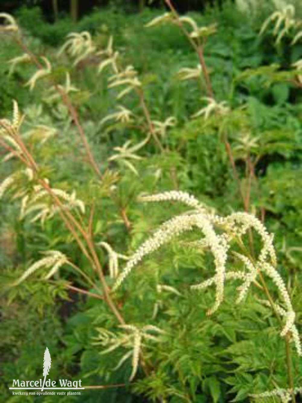 Aruncus Johannifest