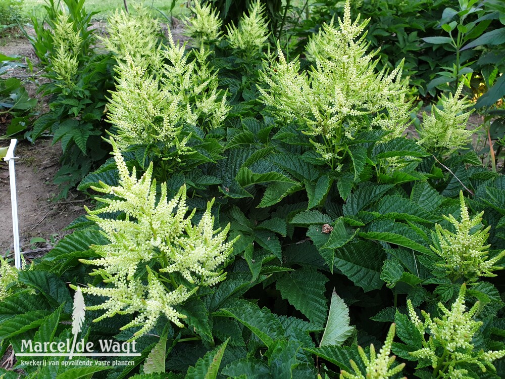 Aruncus Ulf