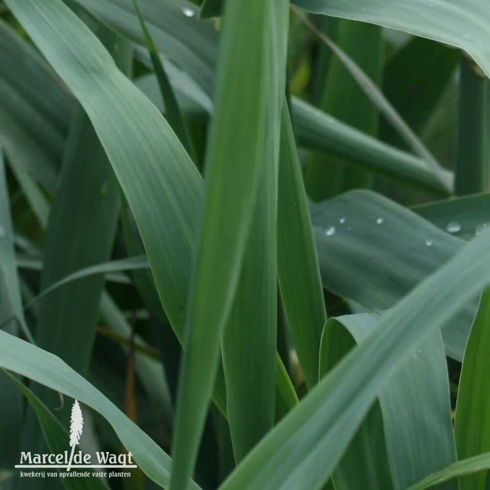 Arundo donax