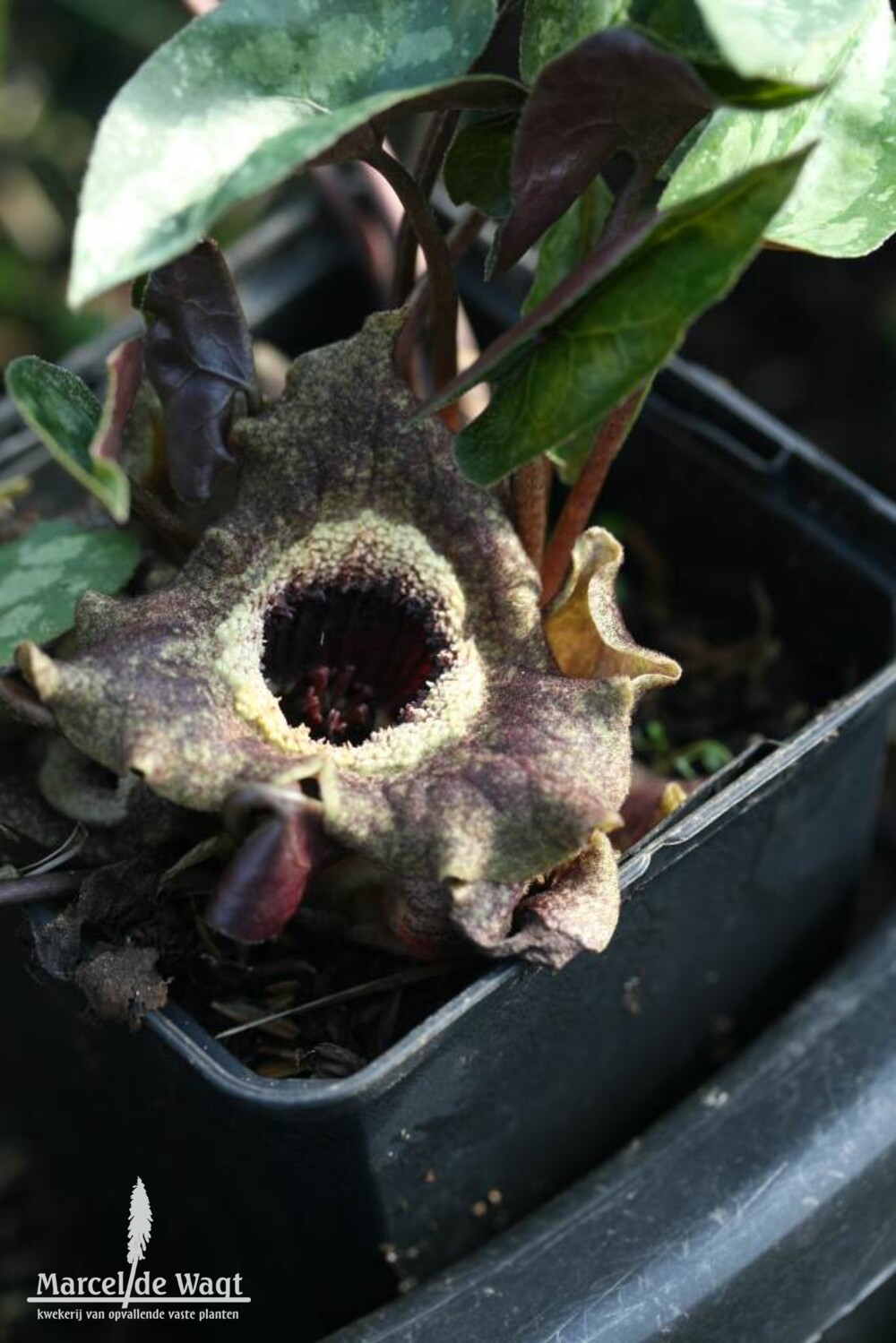 Asarum splendens