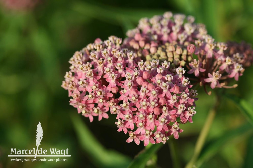 Asclepias incarnata Cinderella