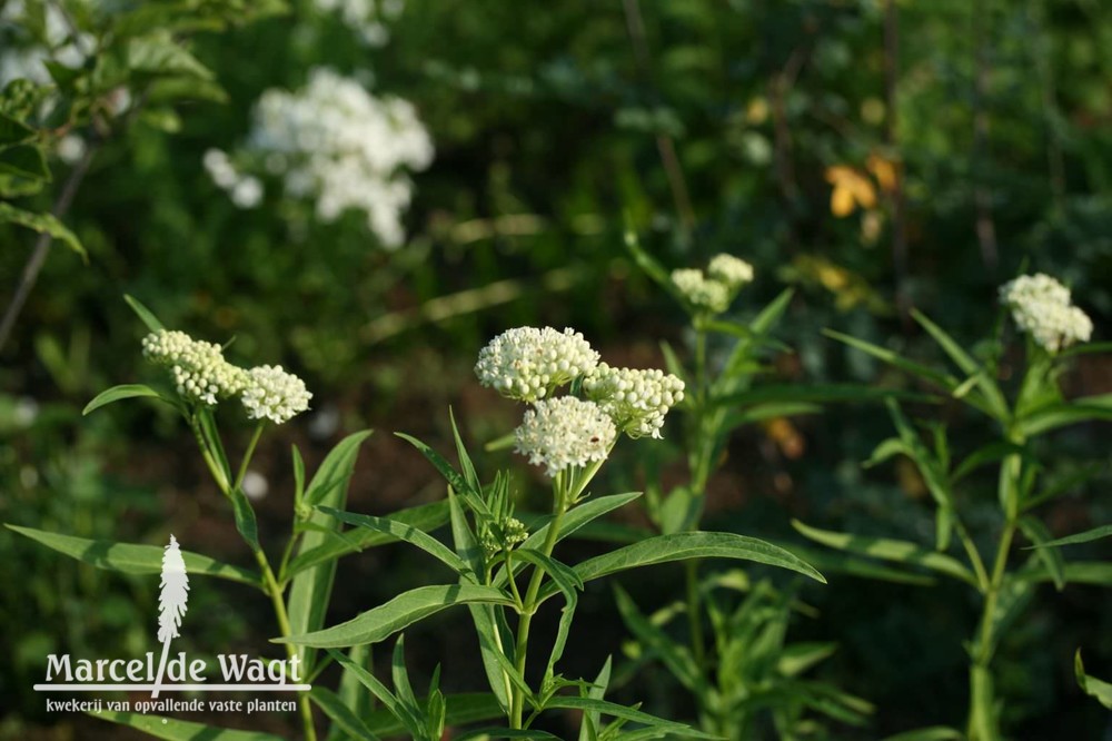 Asclepias incarnata Iceballet