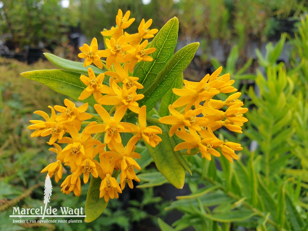 Asclepias tuberosa Hello Yellow