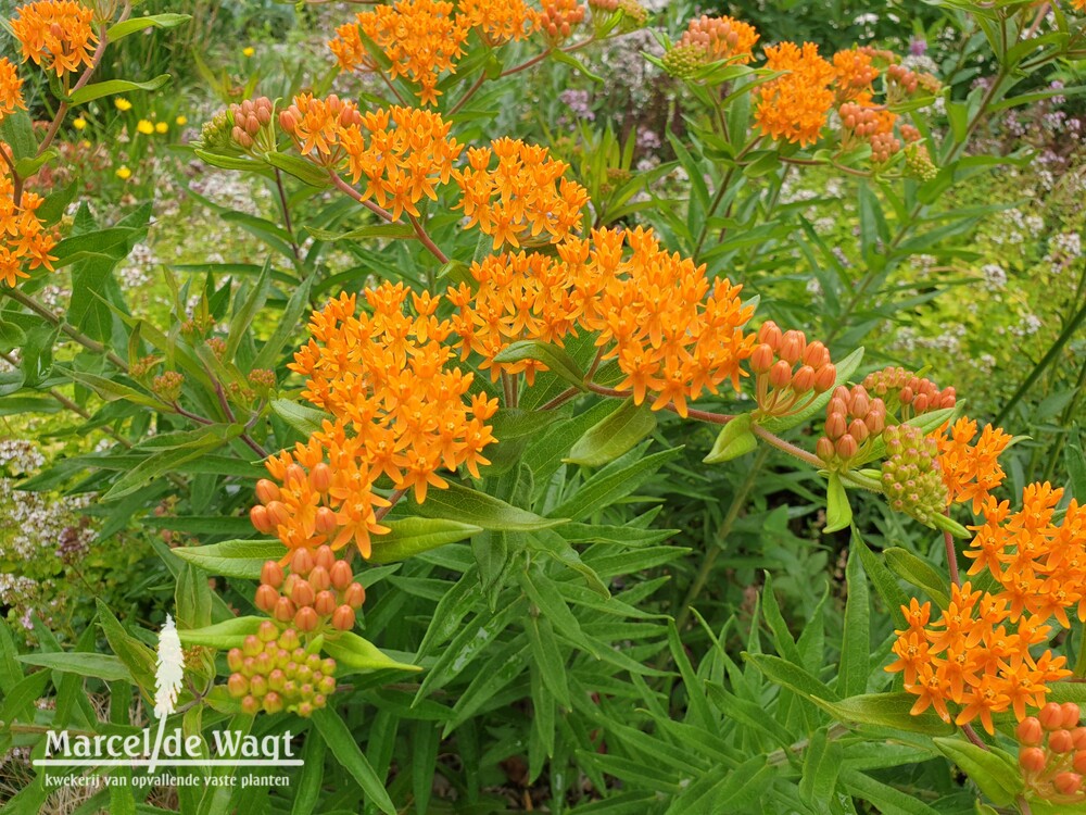 Asclepias tuberosa ssp interior