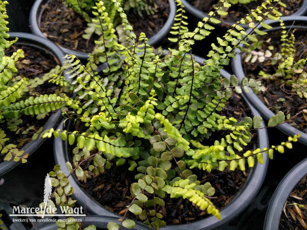 Asplenium trichomanes