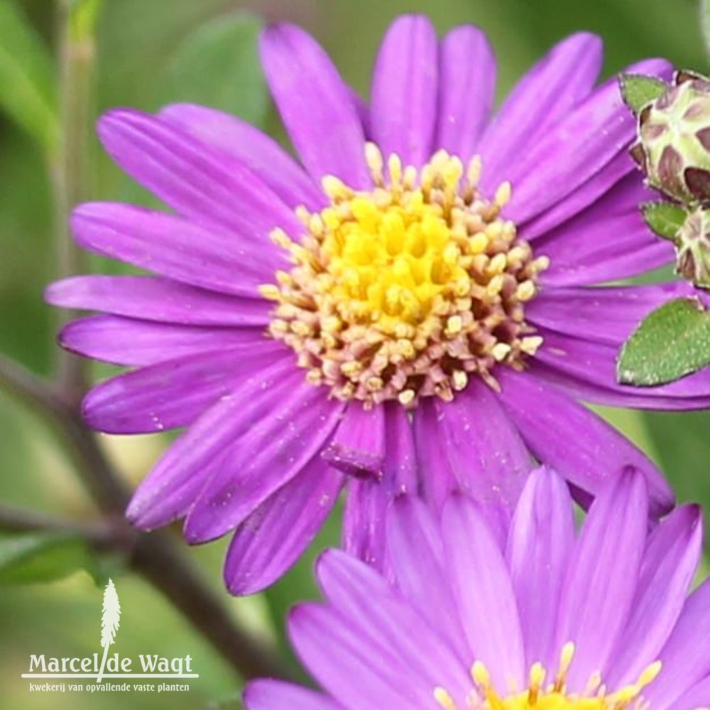 Aster ageratoides Ezo Murazaki