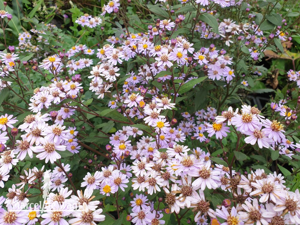 Aster ageratoides Harry Schmidt