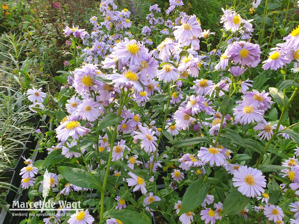 Aster Brochamin Bright