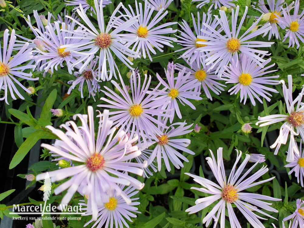 Aster Chilly Fingers
