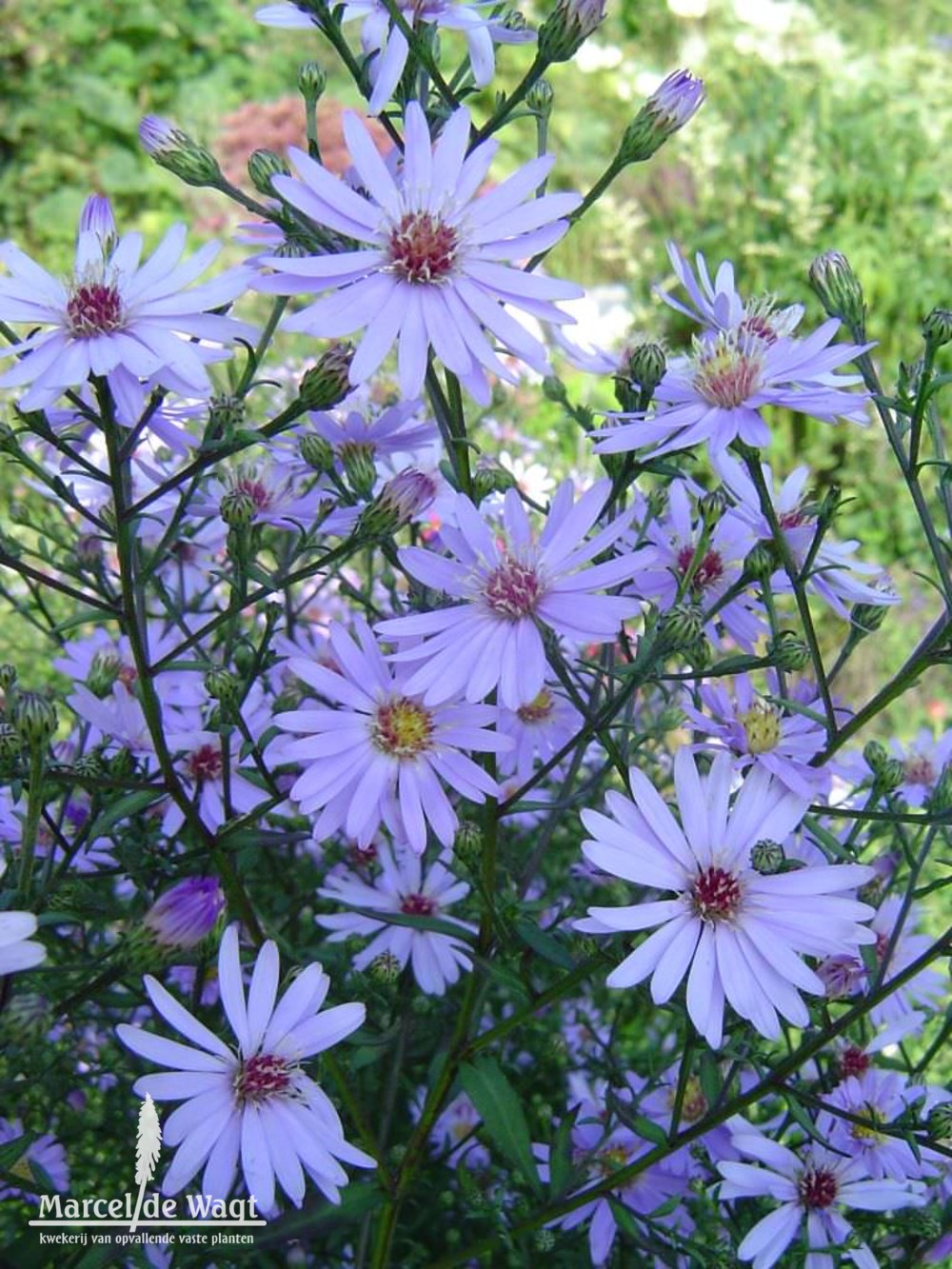 Aster cordifolius Little Carlow