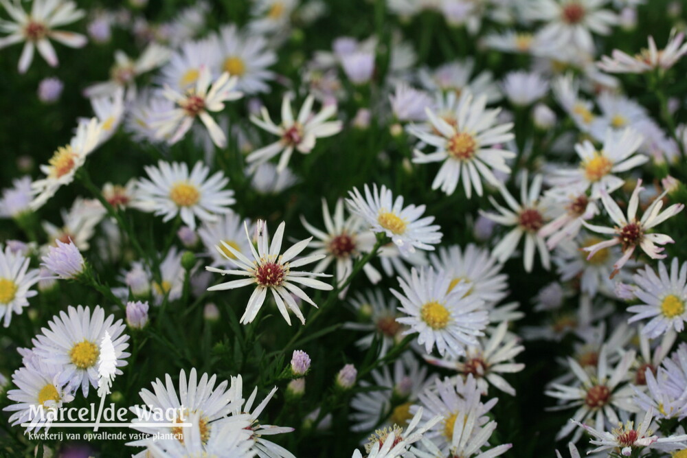 Aster dumosus Niobe