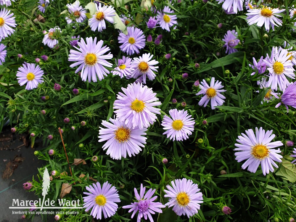 Aster dumosus Zwergenhimmel
