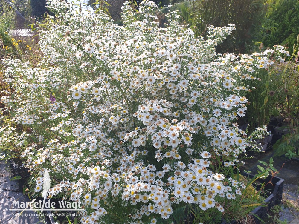 Aster ericoides Hug