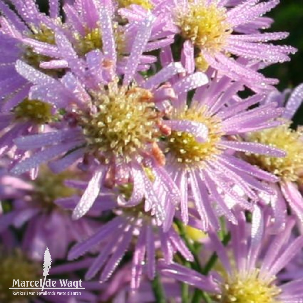 Aster ericoides Pink Spray