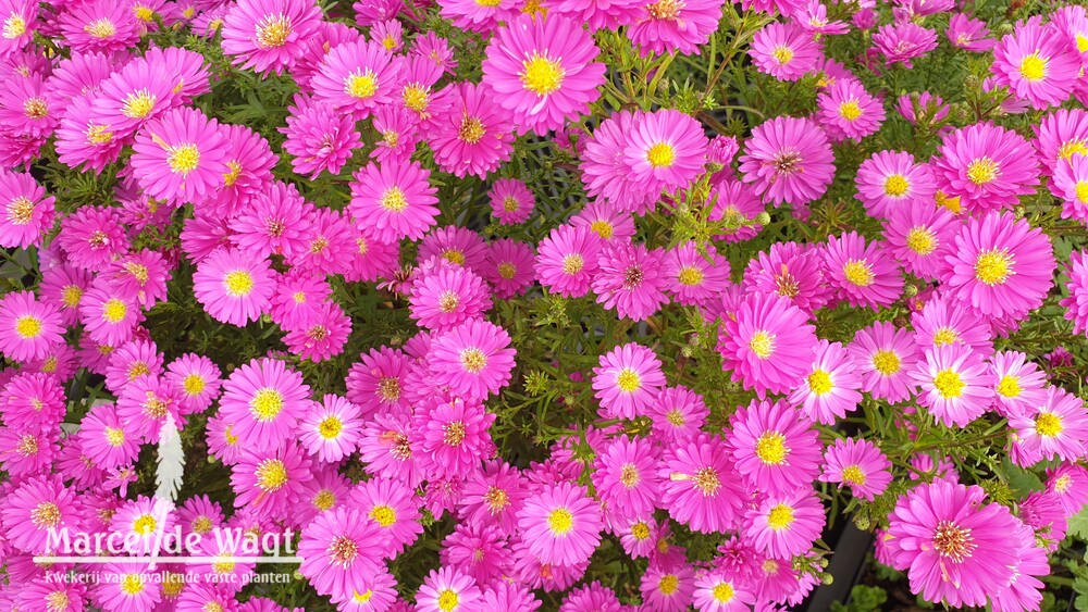 Aster ericoides Pixie Red Eye