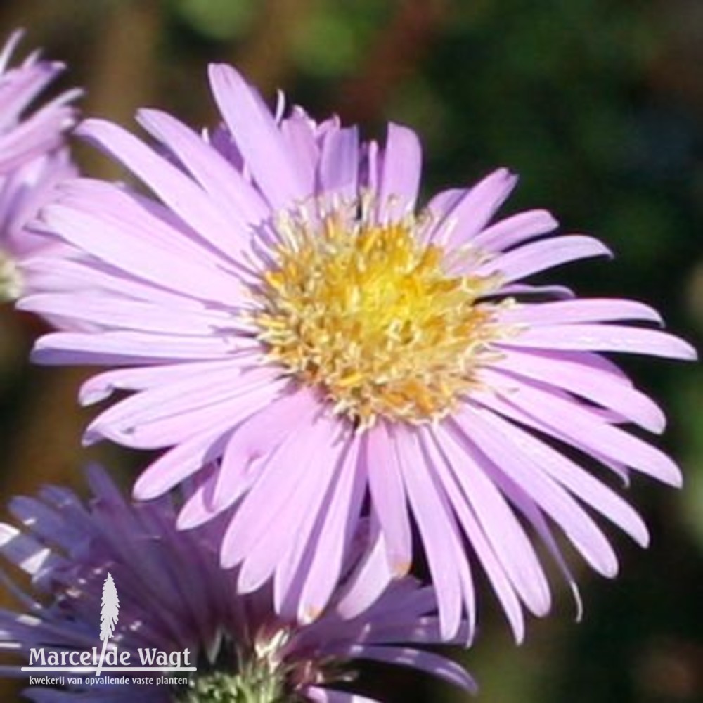 Aster Glow in the Dark
