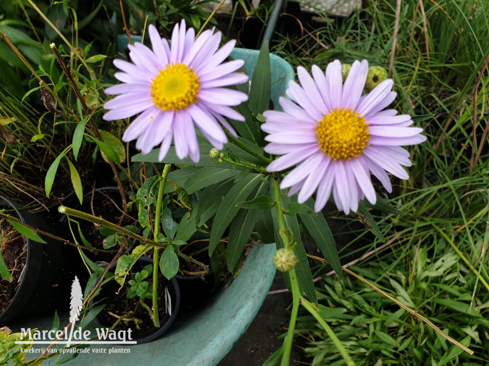 Aster koraiensis