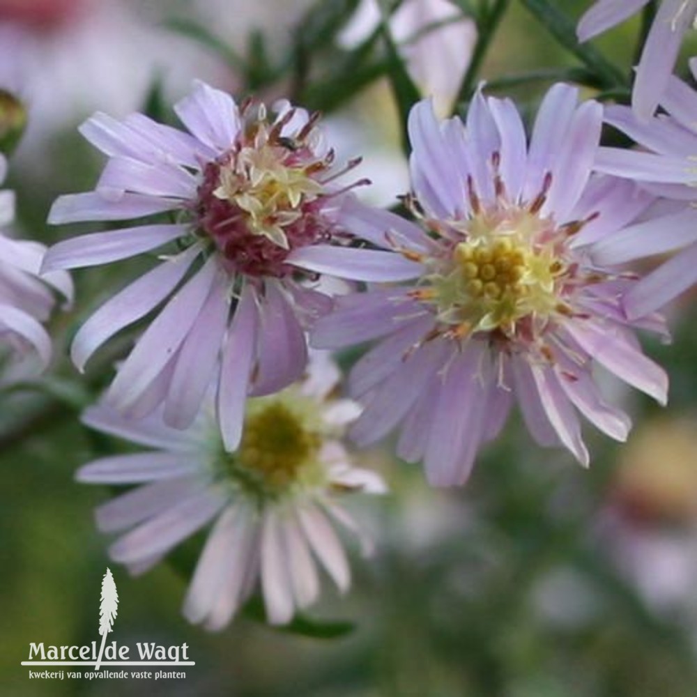 Aster lateriflorus Coombe Fishacre