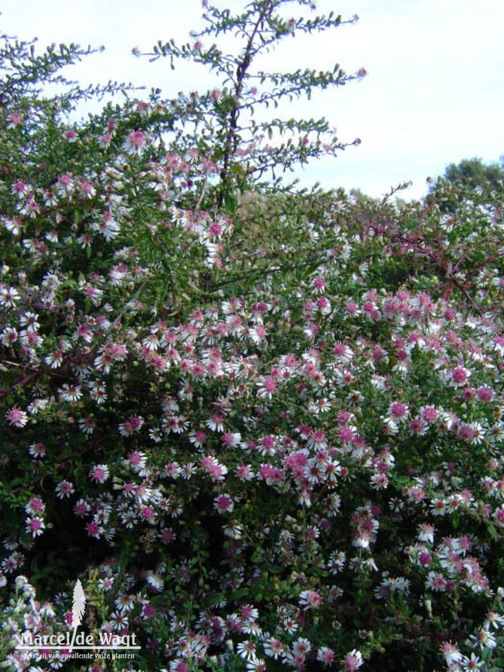 Aster lateriflorus Horizontalis