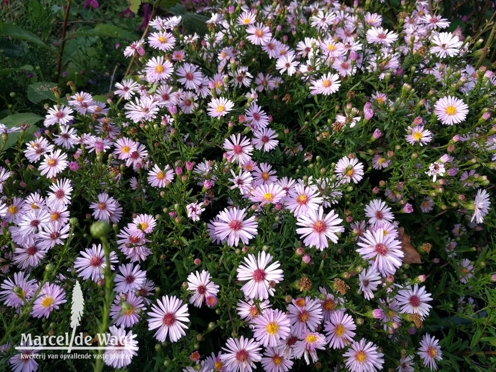 Aster Mrs Franny