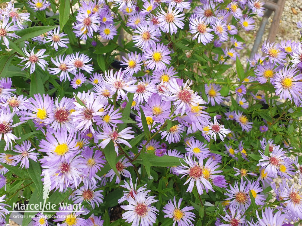 Aster Nicholas