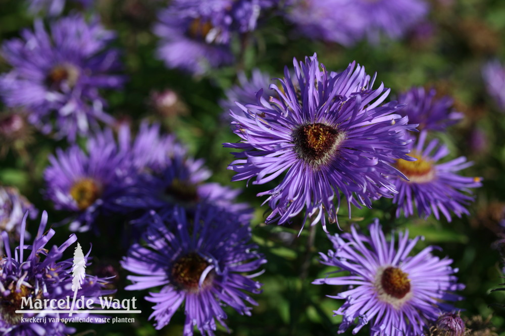 Aster novae-angliae Augusta