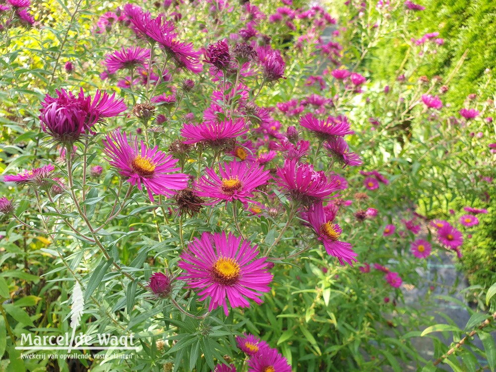 Aster novae-angliae Buchter Abendrot