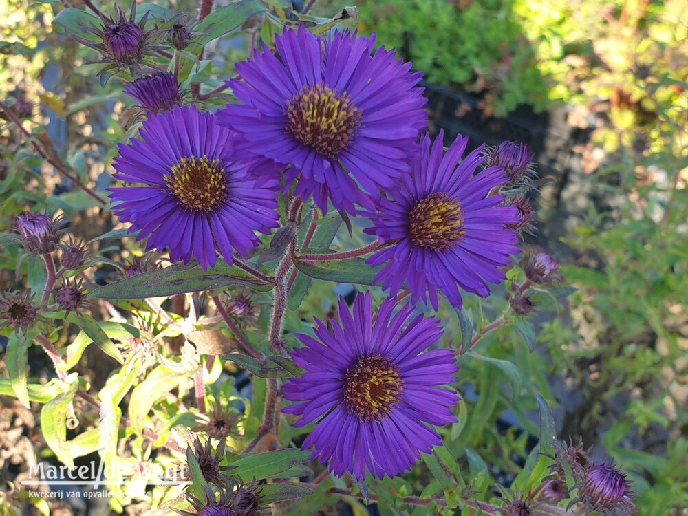 Aster novae-angliae Buchter Nacht
