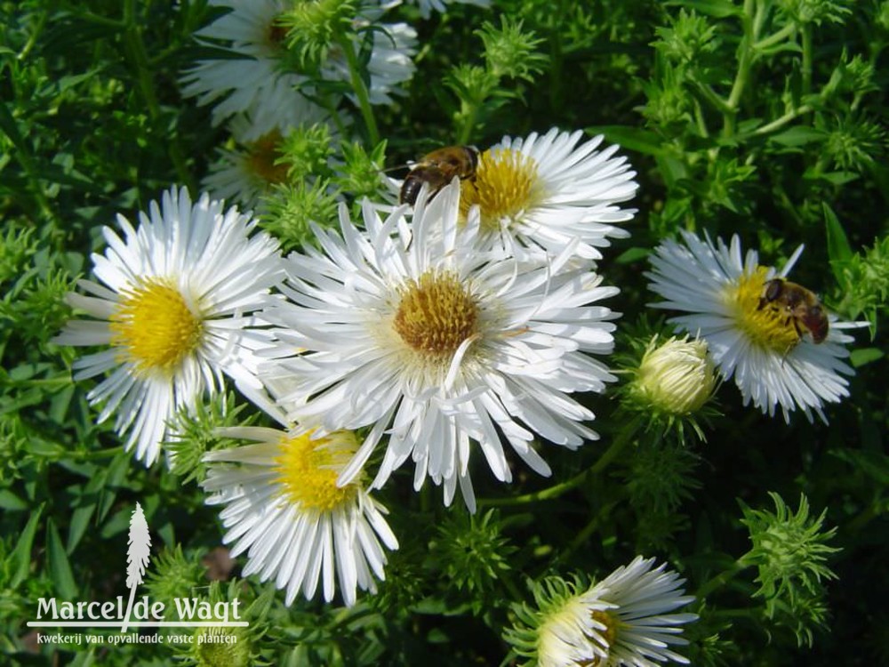 Aster novae-angliae Herbstschnee