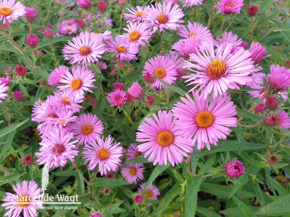 Aster novae-angliae Mandie's Choice