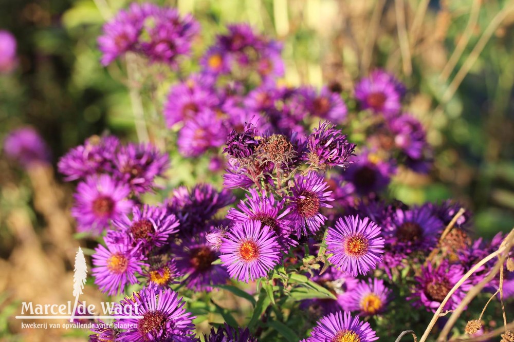 Aster novae-angliae Marina Wolkonsky