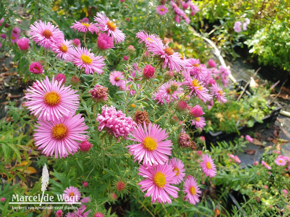 Aster novae-angliae Rosa Baby