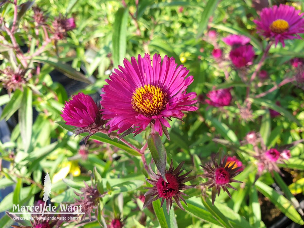 Aster novae-angliae Super Rouge