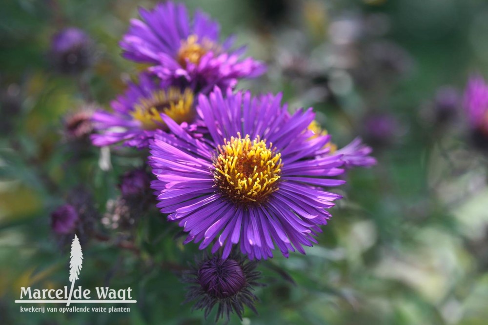 Aster novae-angliae Violetta