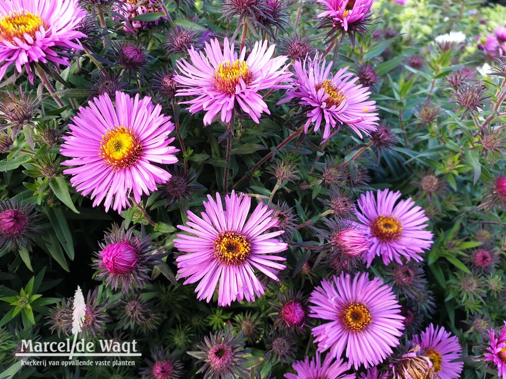 Aster novae-angliae Wineflower