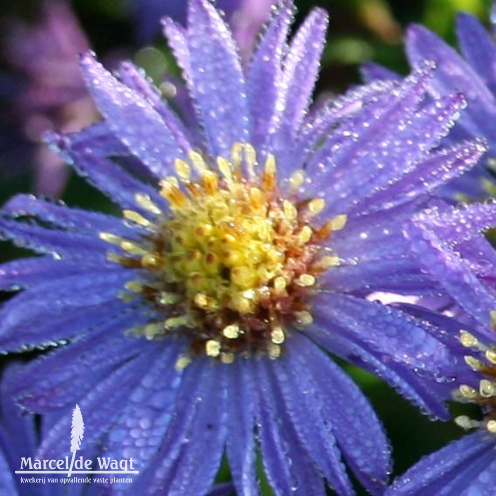 Aster novae-belgii Barbados