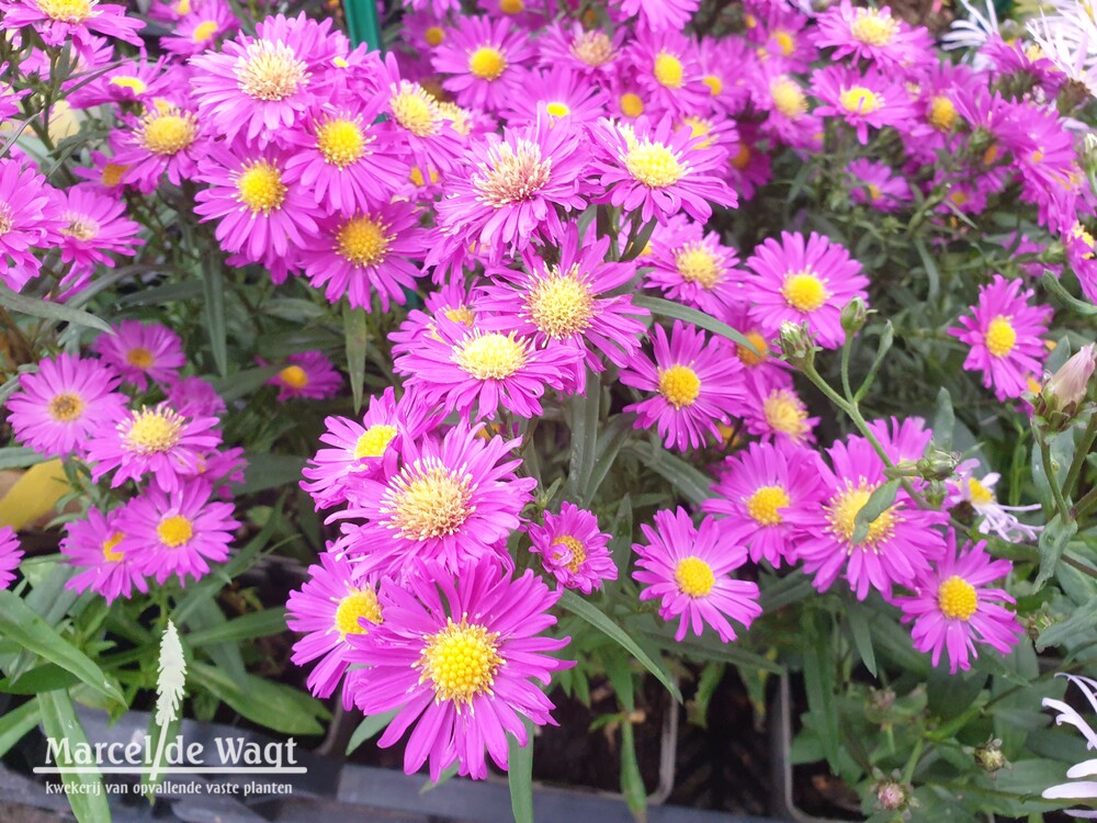 Aster novae-belgii Karminkuppel