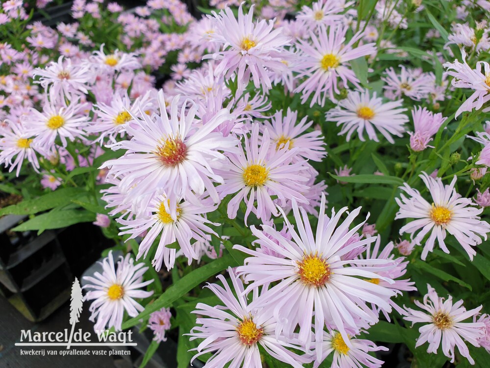 Aster novae-belgii Rosenquarz