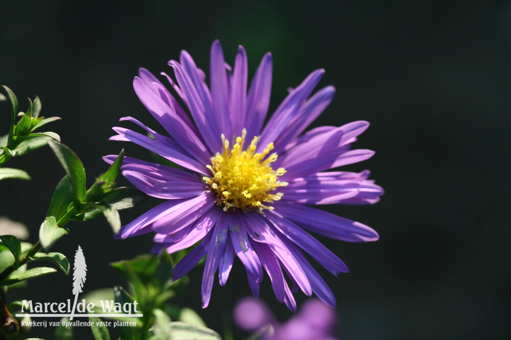 Aster novae-belgii Sailor Boy