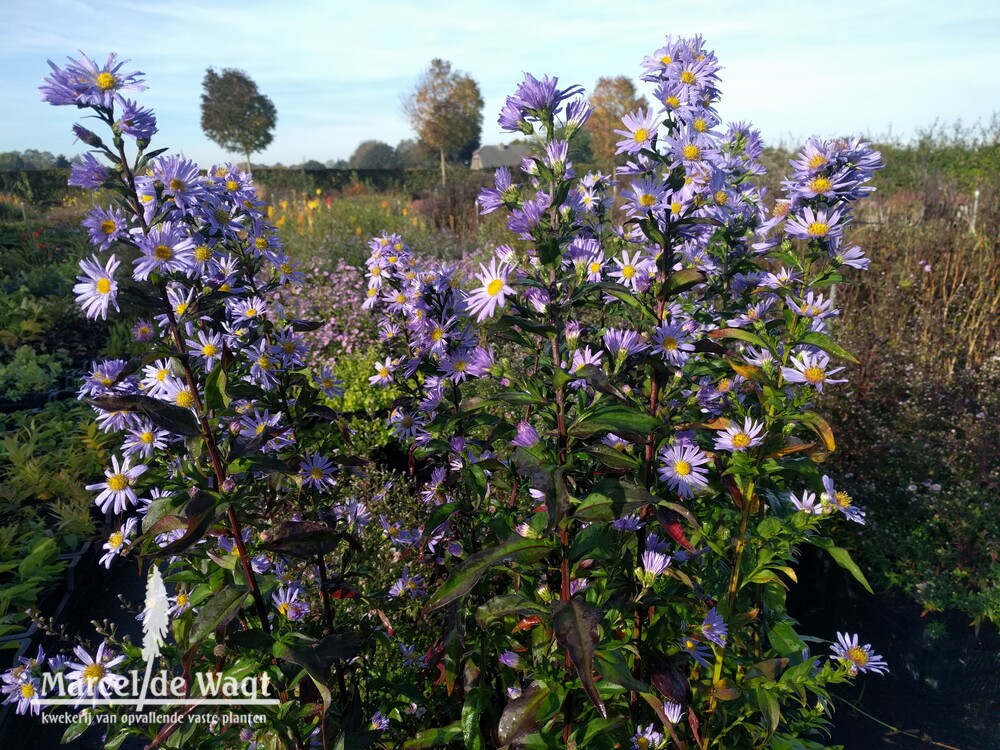 Aster novae-belgii Strammer Max