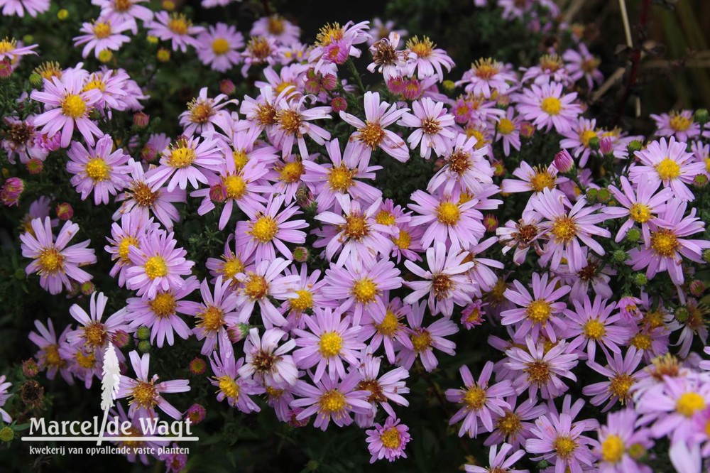Aster novi-belgii Strawberry and Cream