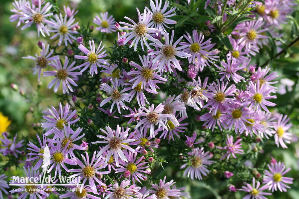 Aster Ochtendgloren (= Pink Star)