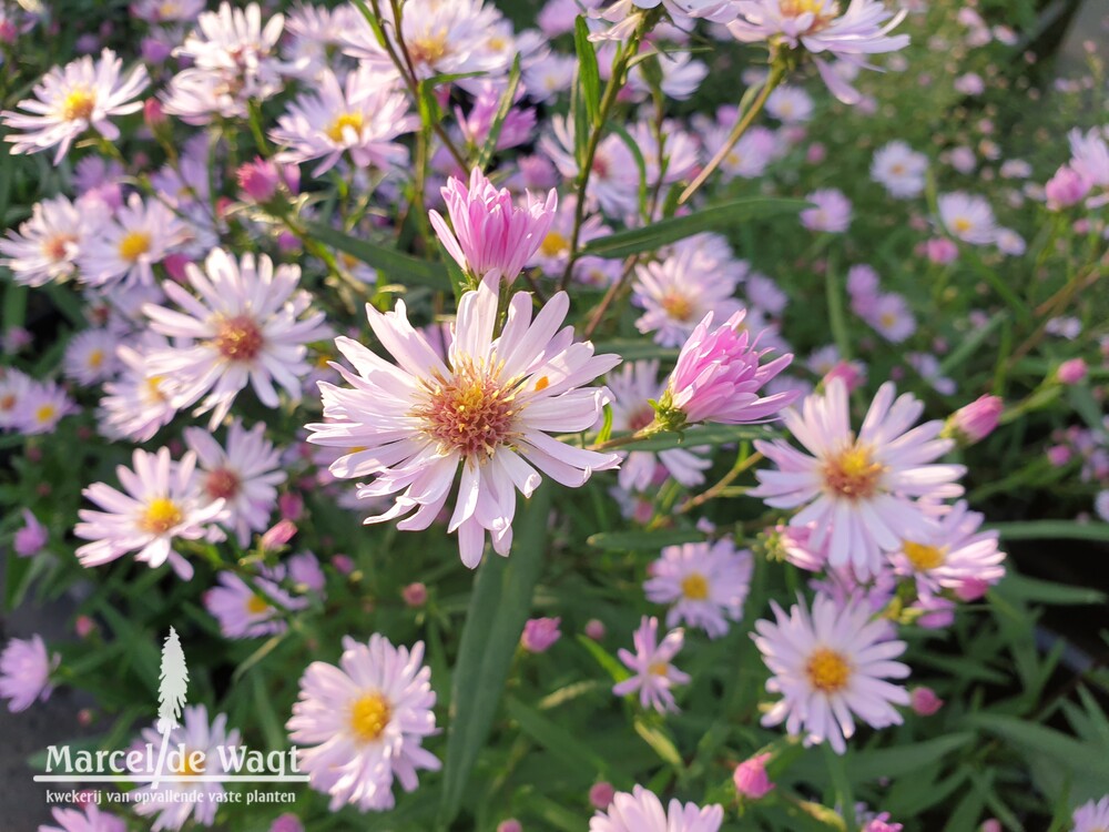 Aster Prairie Sky