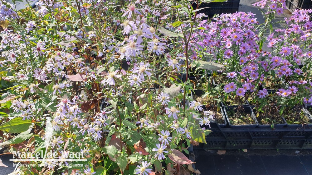 Aster Primrose Path