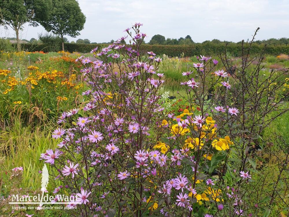 Aster Purple Prairie