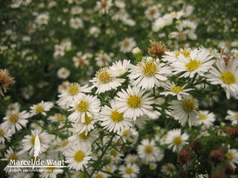 Aster speciosum USA