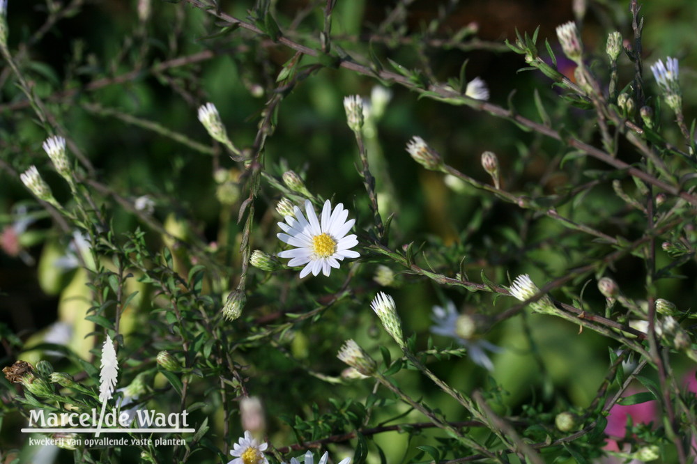 Aster Speyerer Herbstwoge