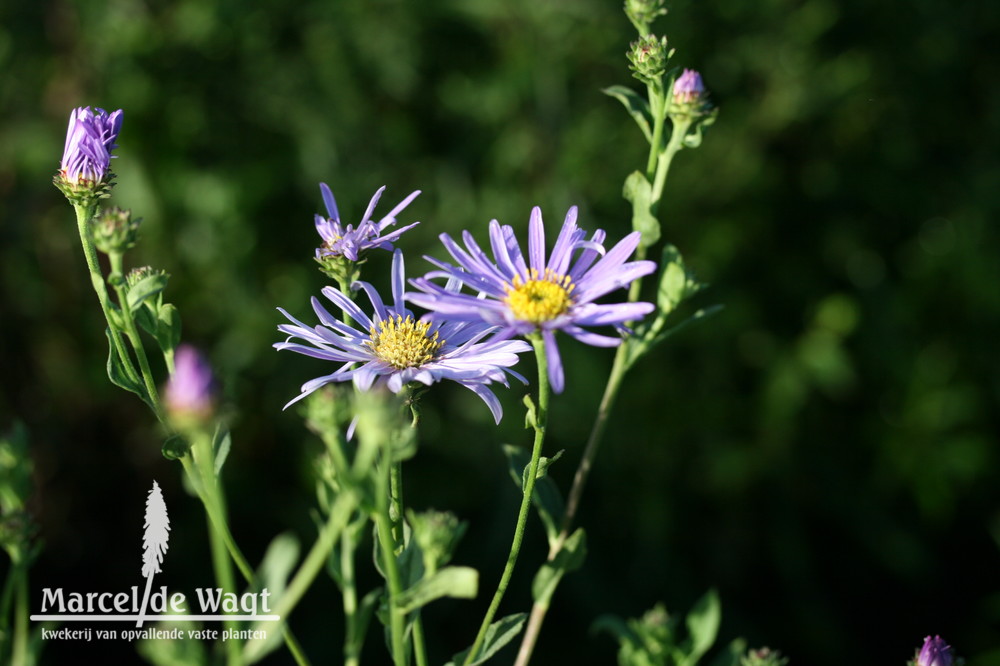 Aster thomsonii Nanus