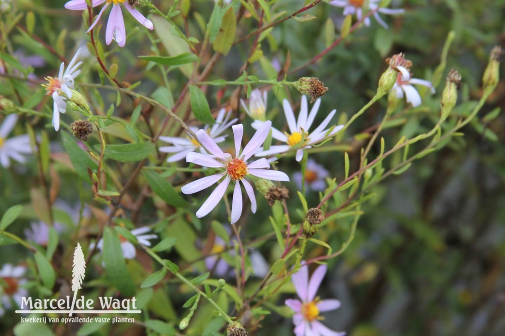 Aster turbinellus